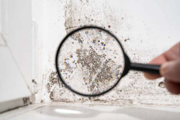 Best Commercial Mold Inspection  in Briarcliff Manor, NY